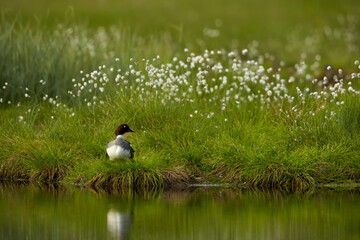 Common goldeneye, Bucephala clangula, sea duck in its breeding habitat. Flowering green grass mirroring on water surface. Northern Europe, genuine clear nature.
