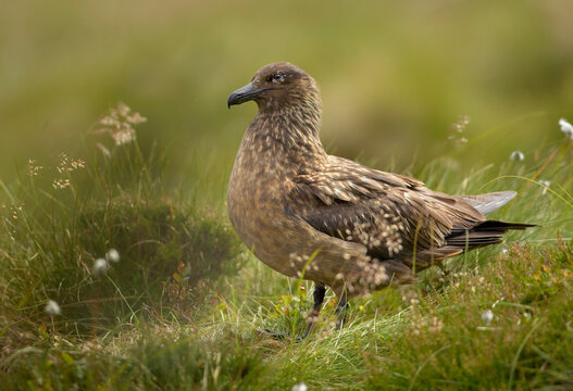 Great Skua, Catharacta skua, sea bird isolated in ist natural environment of coastal moorlands. Close up photo, summer, green and brown colors, island Runde, Norway. Northern Europe