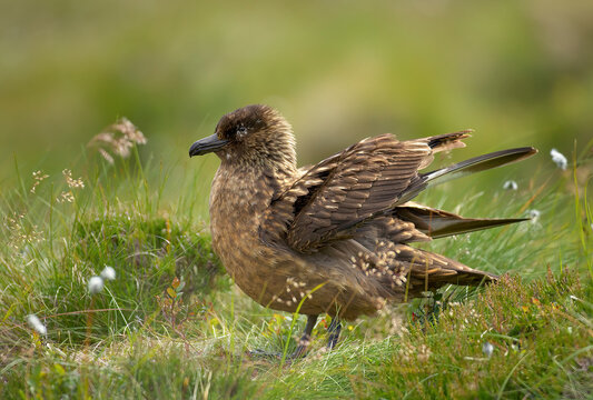 Great Skua, Catharacta skua, sea bird isolated in ist natural environment of coastal moorlands. Close up photo, summer, green and brown colors, island Runde, Norway. Northern Europe