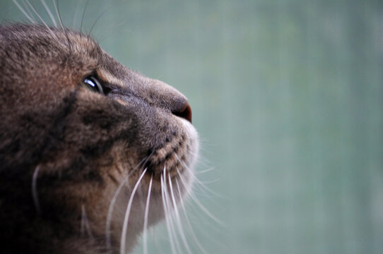 Domestic cat life scene