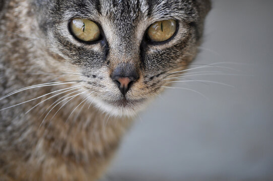 Domestic cat life scene