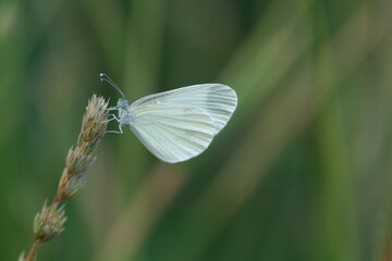 Close up of a wood white butterfly in nature on a plant,