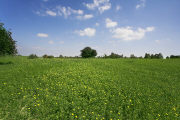The grass, flowers and trees