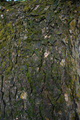 tree bark background covered with green moss