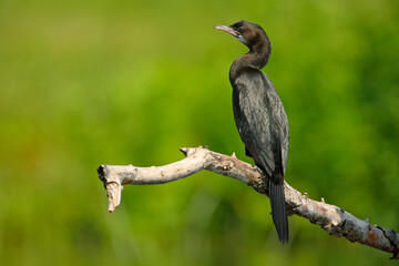 Kormoran mały (Microcarbo pygmaeus)