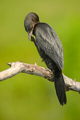 Kormoran mały (Microcarbo pygmaeus)