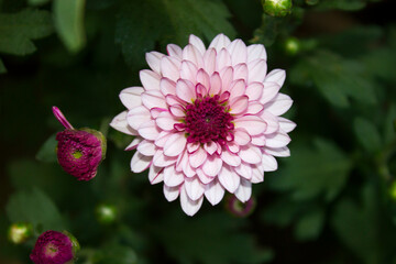 Chrysanthemum Light Pink Flower