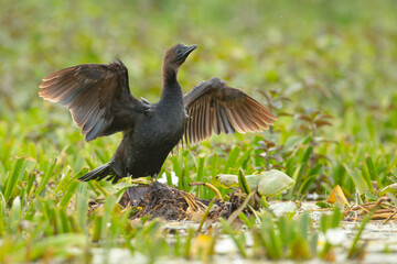 Kormoran mały (Microcarbo pygmaeus)