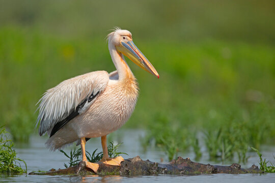 Pelikan r&oacute;żowy, pelikan baba (Pelecanus onocrotalus)