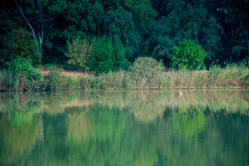 Nice scene of a heron in the lake