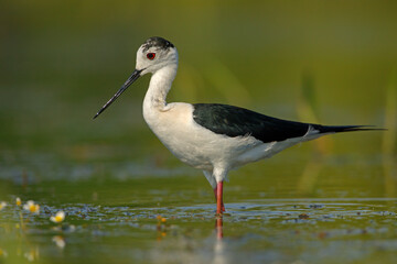 szczudłak (Himantopus himantopus) - obrazy, fototapety, plakaty