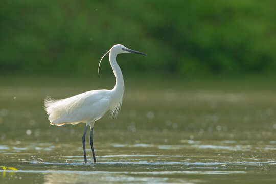 czapla nadobna (Egretta garzetta)