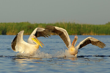 Pelikan różowy, pelikan baba (Pelecanus onocrotalus)
