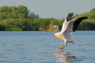 Pelikan różowy, pelikan baba (Pelecanus onocrotalus) - obrazy, fototapety, plakaty