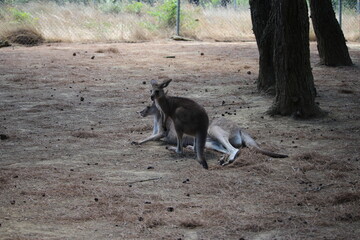 kangourou au zoo