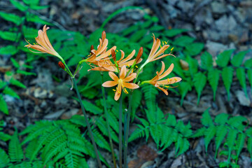 森の奥で可憐に咲く百合
