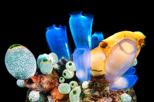 Colorful tunicates and sponges over black, Lembeh Strait, Indonesia