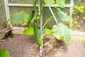 Reife Gurke im Gewächshaus Bio anangebaut