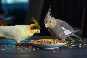 Two gray and yellow cockatiels eat bird food from a saucer