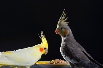Two gray and yellow cockatiels eat bird food from a saucer