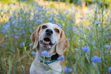 beagle dog portrait - 521787927