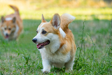 Portrait of funny corgi dog outdoors in the park - 521787929