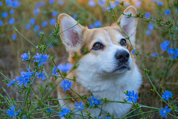 Portrait of funny corgi dog outdoors in the park - 521787930