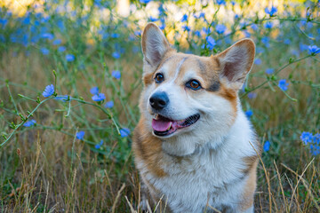 Portrait of funny corgi dog outdoors in the park - 521787933