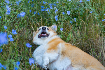 Portrait of funny corgi dog outdoors in the park - 521787934