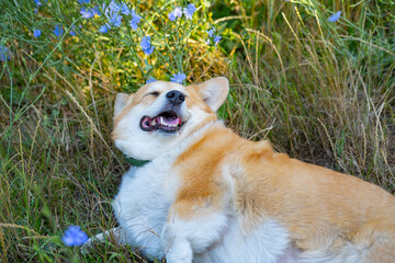 Portrait of funny corgi dog outdoors in the park