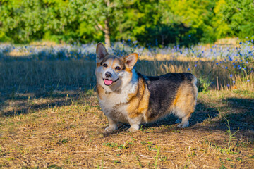 Portrait of funny corgi dog outdoors in the park - 521787936