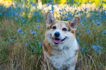 Portrait of funny corgi dog outdoors in the park - 521787938
