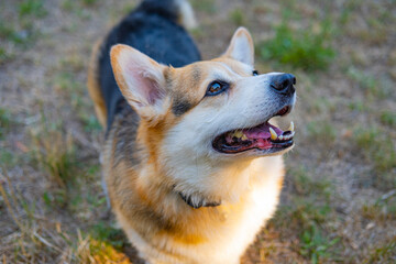 Portrait of funny corgi dog outdoors in the park - 521787942