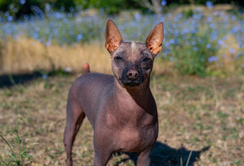 Xoloitzcuintle dog portrait  - 521787944