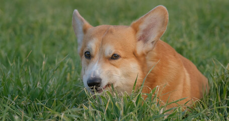 Portrait of funny corgi dog outdoors in the park - 521787945