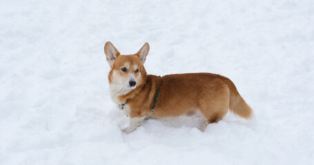 Funny corgi dog in the snow - 521787946