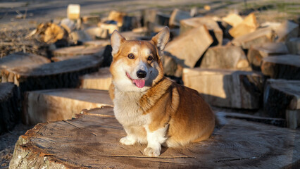 Portrait of funny corgi dog outdoors in the park - 521787947