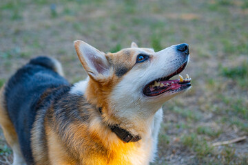 Portrait of funny corgi dog outdoors in the park - 521787949