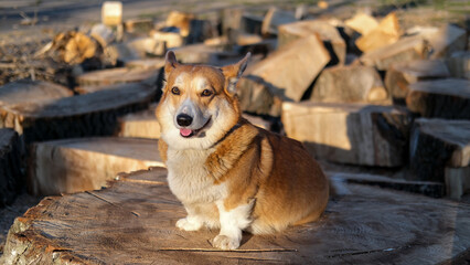 Portrait of funny corgi dog outdoors in the park - 521787951