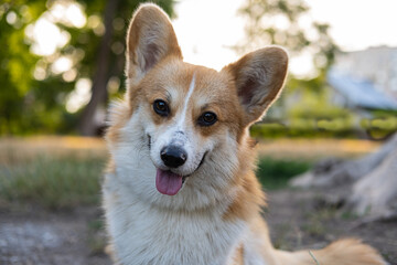 Naklejka na ściany i meble Portrait of funny corgi dog outdoors in the park