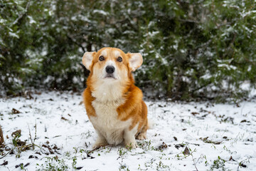 Funny corgi dog in the snow - 521787953