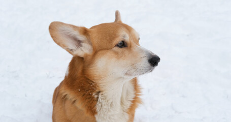 Funny corgi dog in the snow - 521787954