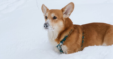 Funny corgi dog in the snow - 521787956
