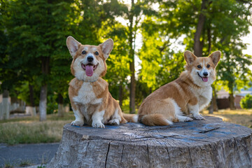Two cute corgis posing in the park - 521787961
