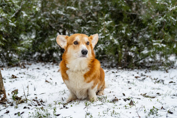 Funny corgi dog in the snow - 521787969