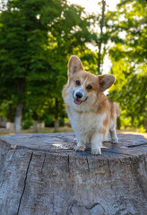 Portrait of funny corgi dog outdoors in the park - 521787972