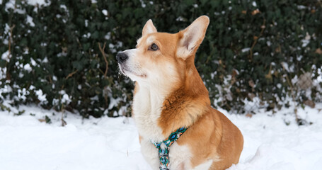 Funny corgi dog in the snow - 521787977