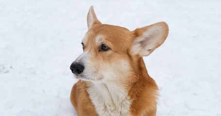 Funny corgi dog in the snow - 521787979