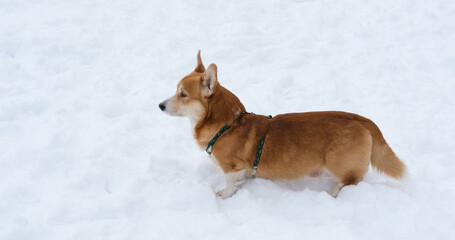 Funny corgi dog in the snow - 521787984