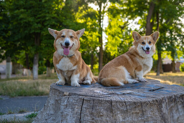 Two cute corgis posing in the park - 521787996